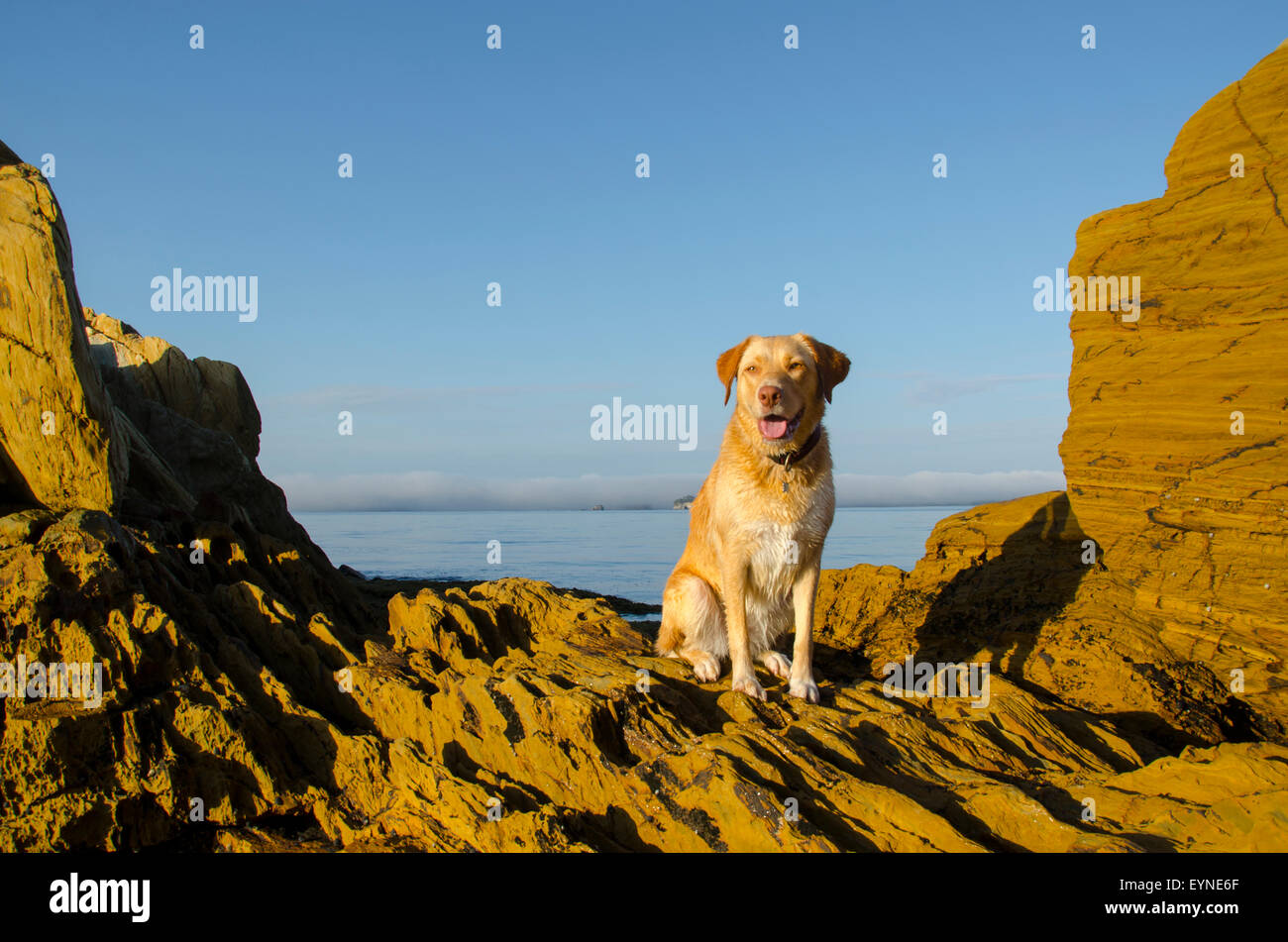 Indy ist eine Kreuzung zwischen einem Labrador und einem Border Collie, und sie hatte nur einen Vormittag am Strand schwimmen. Stockfoto