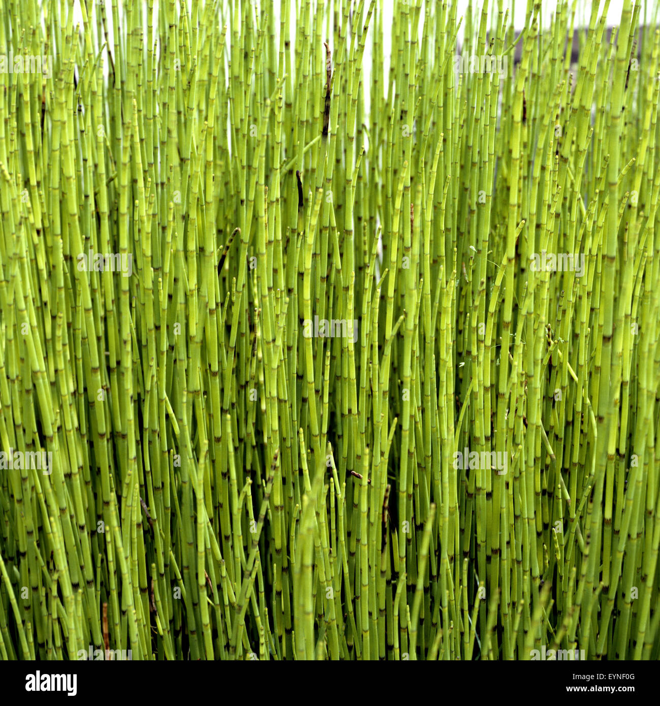 TeichSchachtelhalm; Schachtelhalm; Equisetum fluviatile