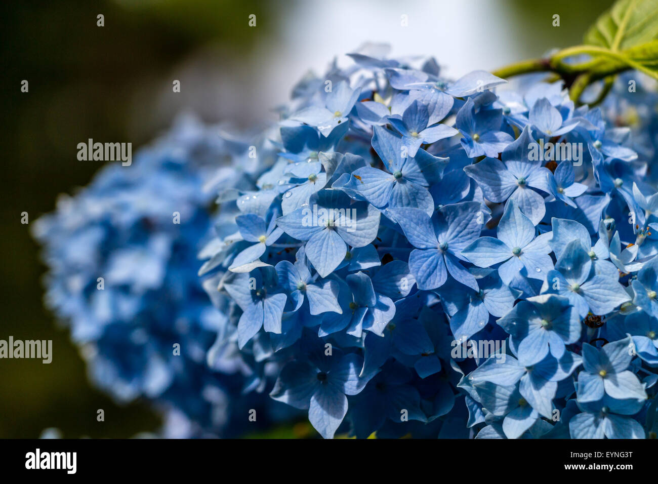 Hortensie oder Hortensia blaue Blume Stockfoto