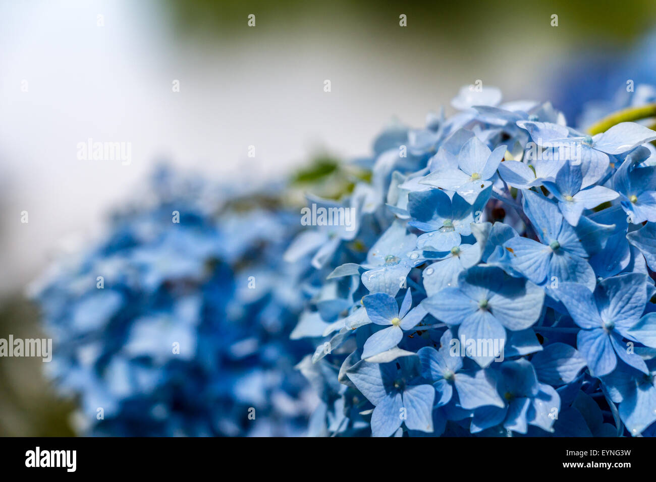 Hortensie oder Hortensia blaue Blume Stockfoto