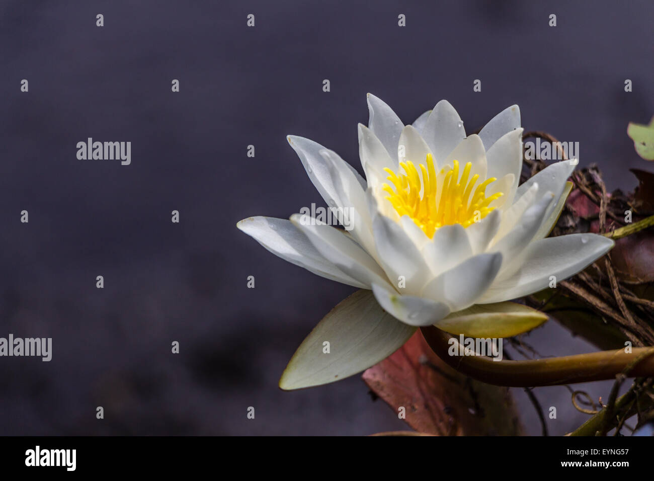 Schöne gelbe und Weiße Seerose Blume Stockfoto