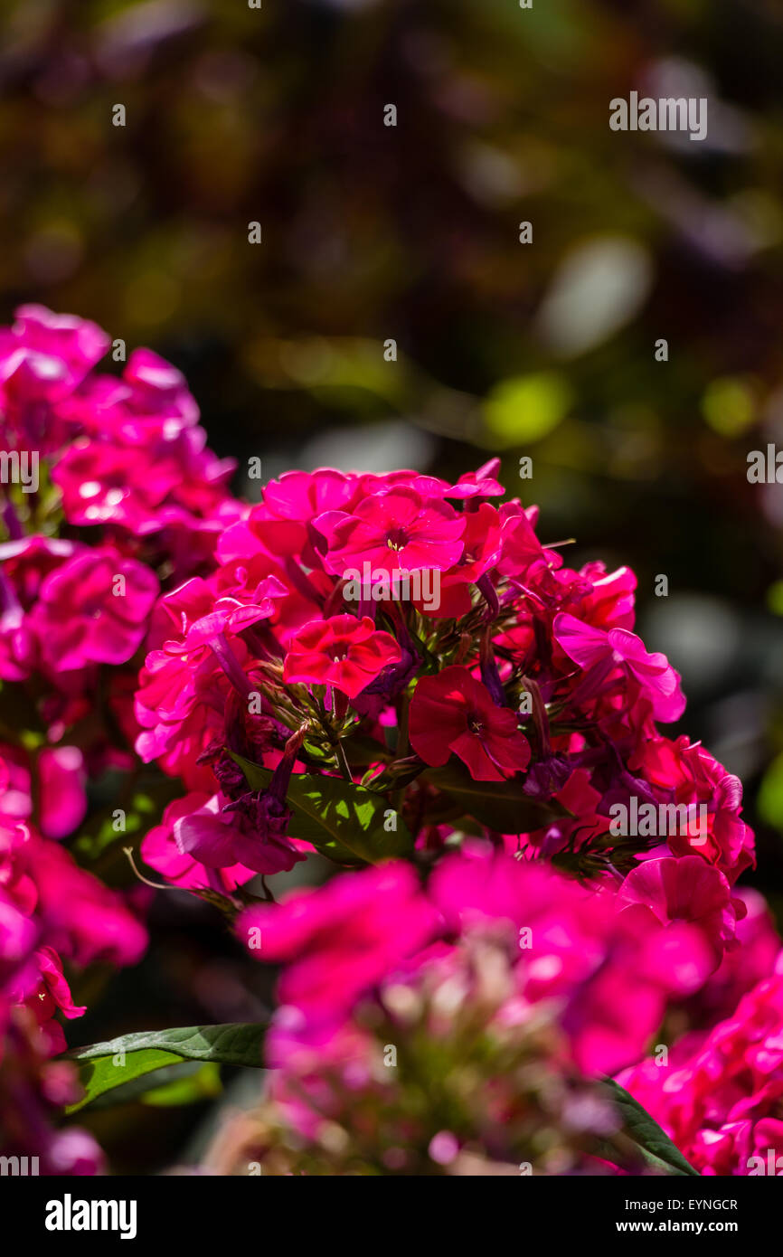 Hortensie oder Hortensia rote Blume Stockfoto