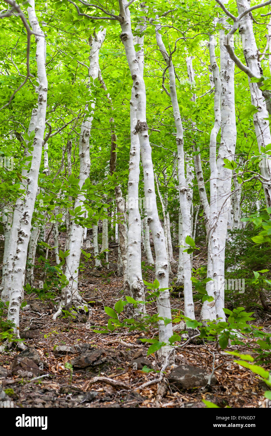 Espenbaum Wald im Cape Breton Highlands National Park, Cabot trail Stockfoto
