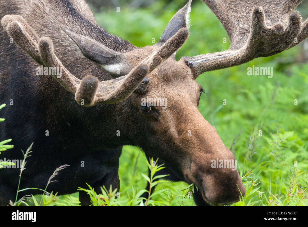 Bull Moose zu Fuß durch den Wald im Cape Breton Highlands National Park, Cabot trail Stockfoto