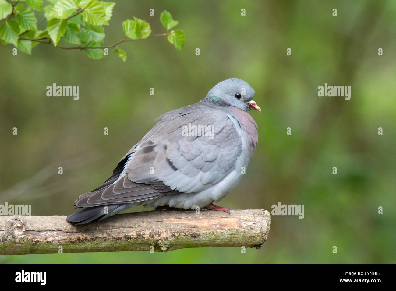Young Stock Dove Columba oenas, die auf einem Stock in einem Garten in Norfolk, Großbritannien, thronten Stockfoto