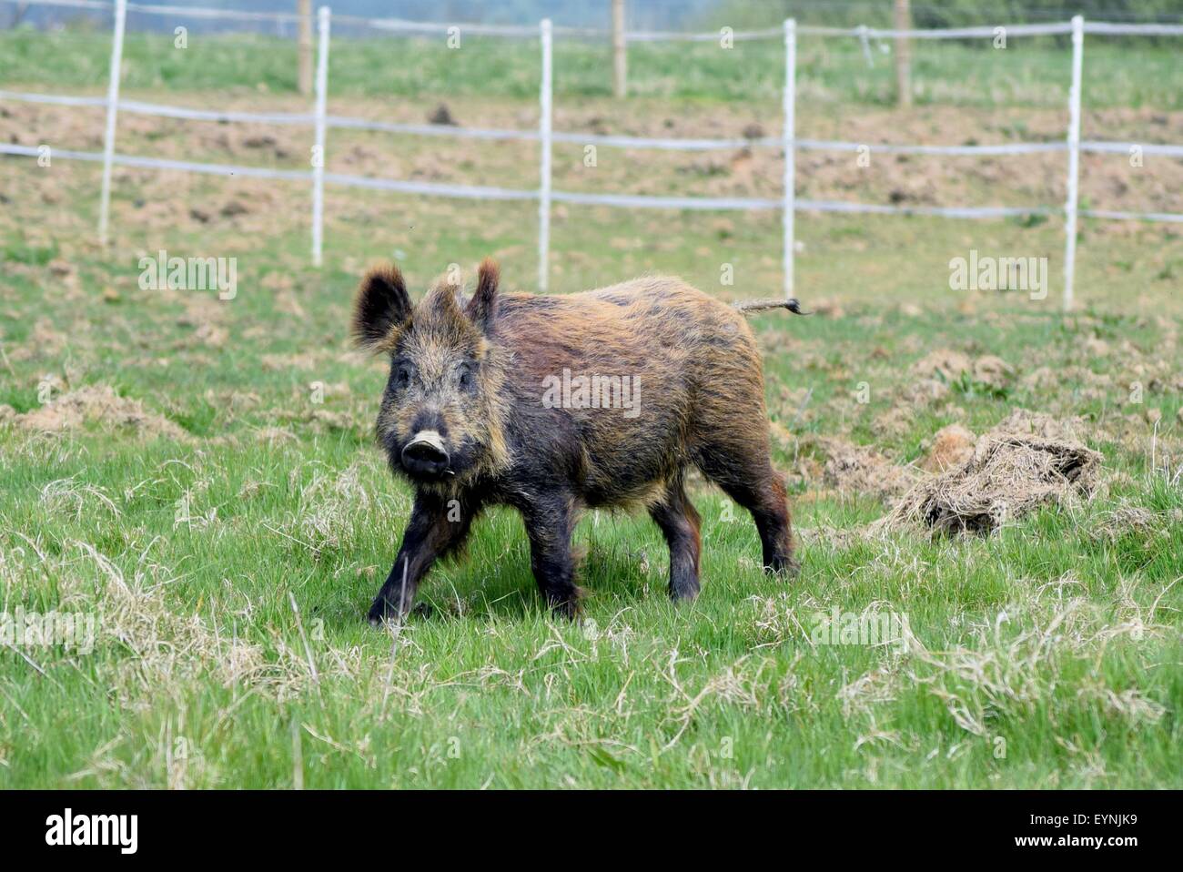 Wildschwein Schwein gesehen, besuchen unsere Farm in Sussex England Stockfoto