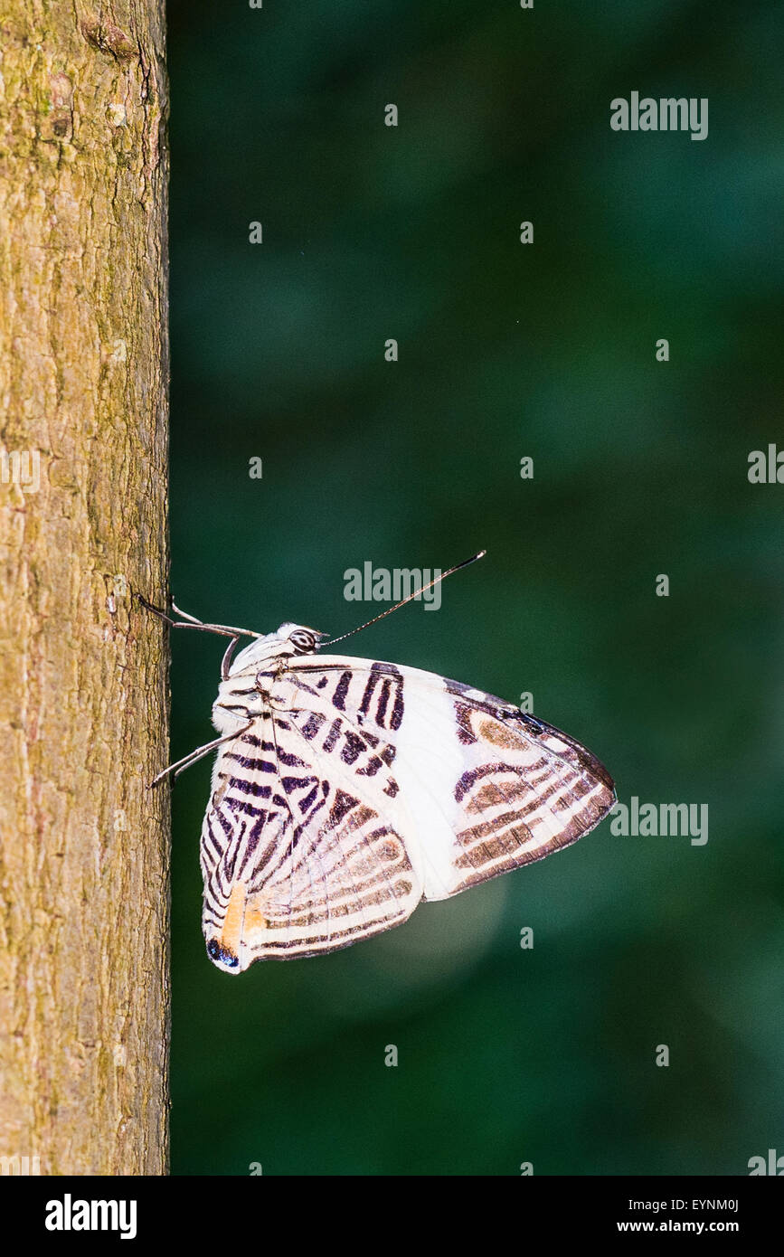 Ein Zebra Mosaik Schmetterling in Ruhe Stockfoto