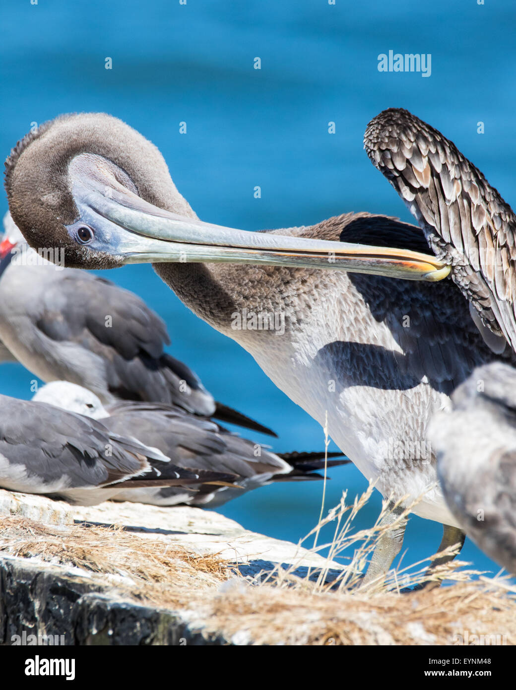 Putzen braune Pelikan. Stockfoto