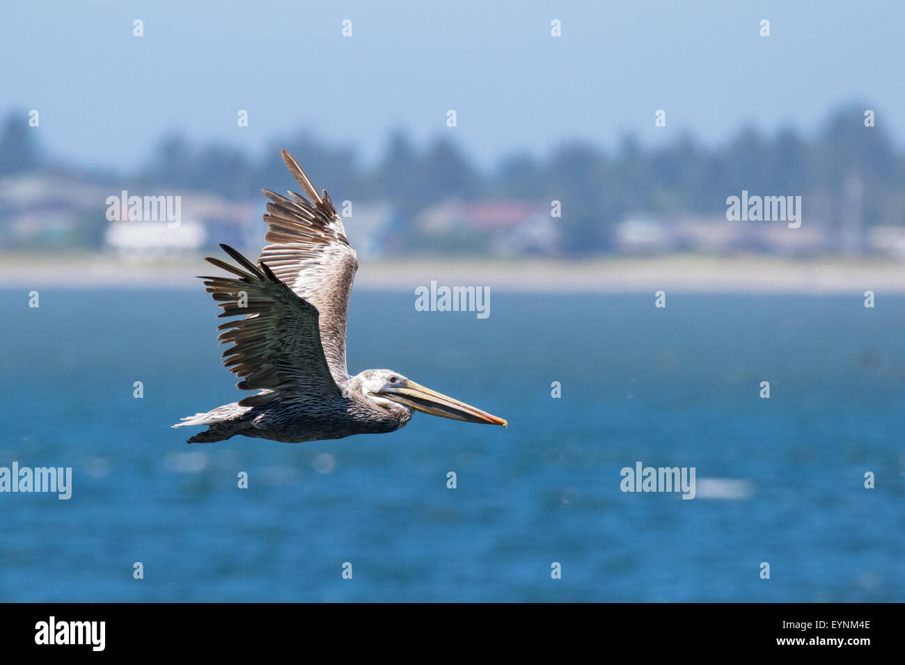 Brauner Pelikan im Flug. Stockfoto