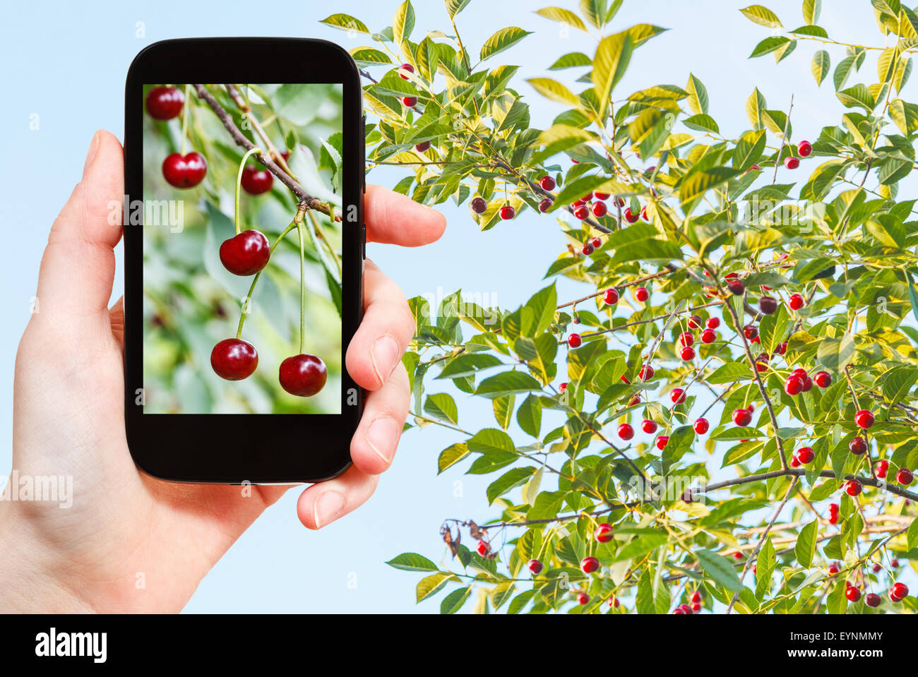 Reisekonzept - Tourist Fotos von Baum mit reifen roten Kirsche Früchte am Baum auf smartphone Stockfoto