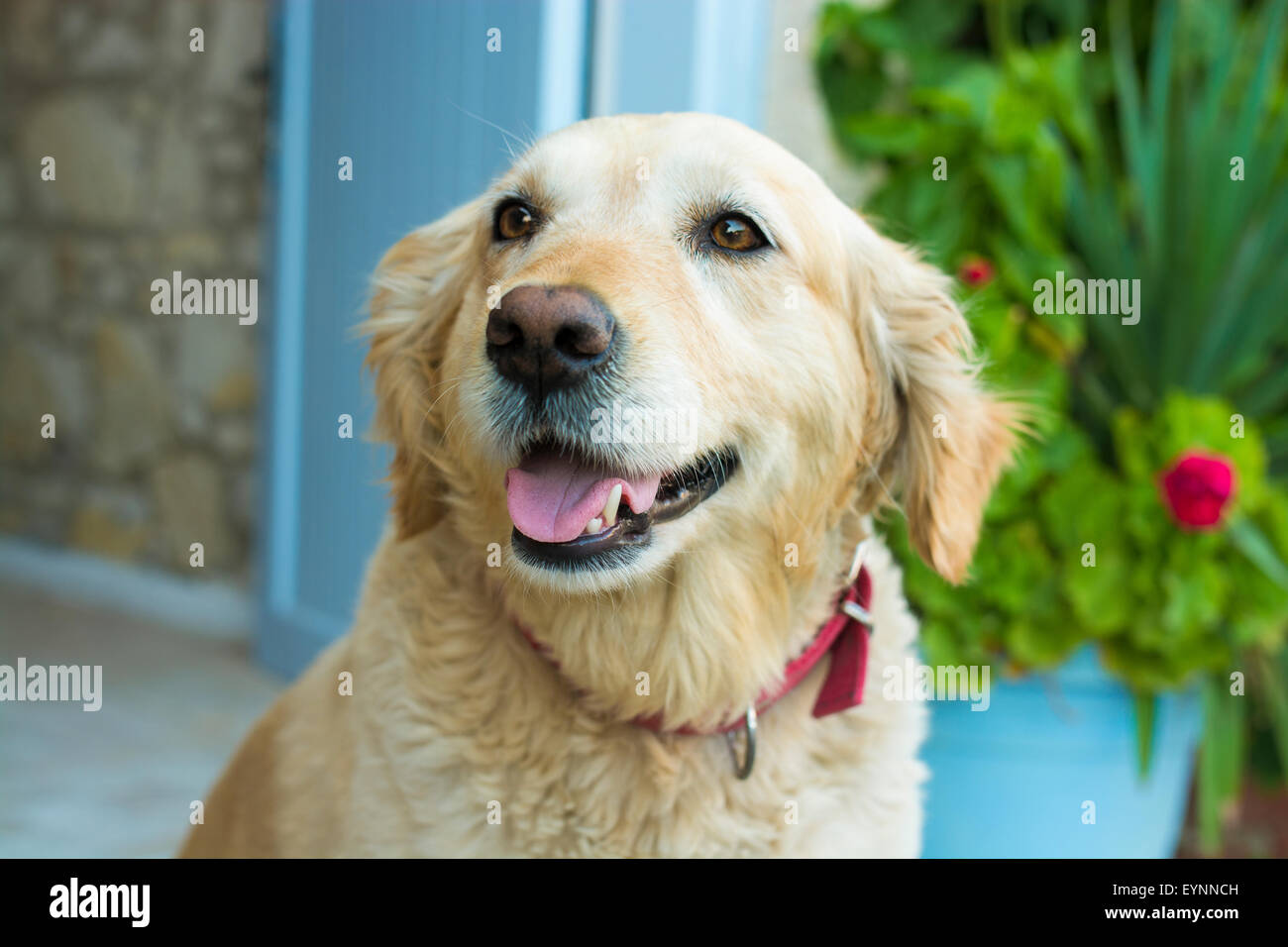 Porträt eines Hundes Stockfoto