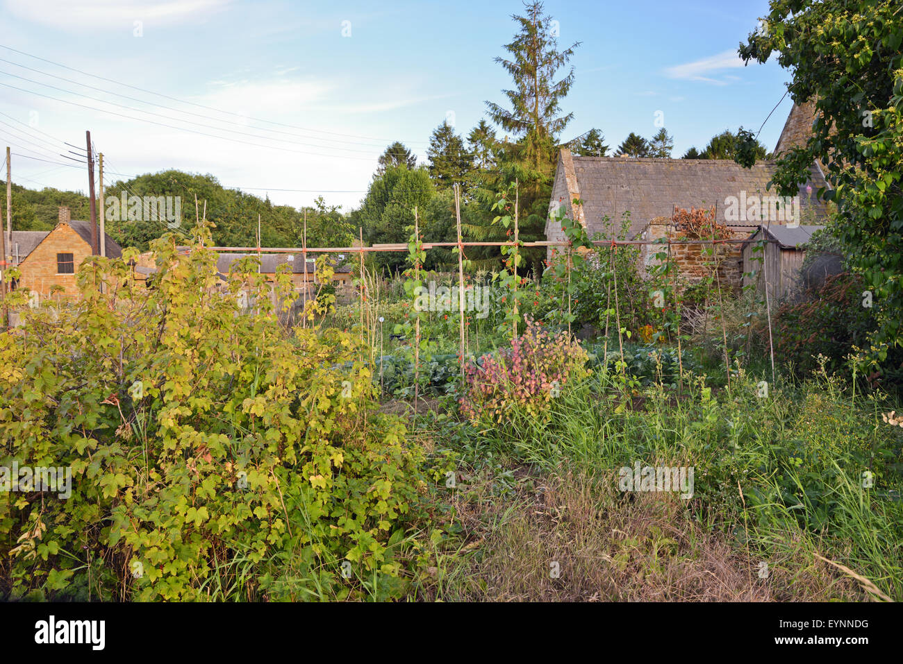 Verwilderten Garten braucht Pflege Vereinigtes Königreich Stockfoto