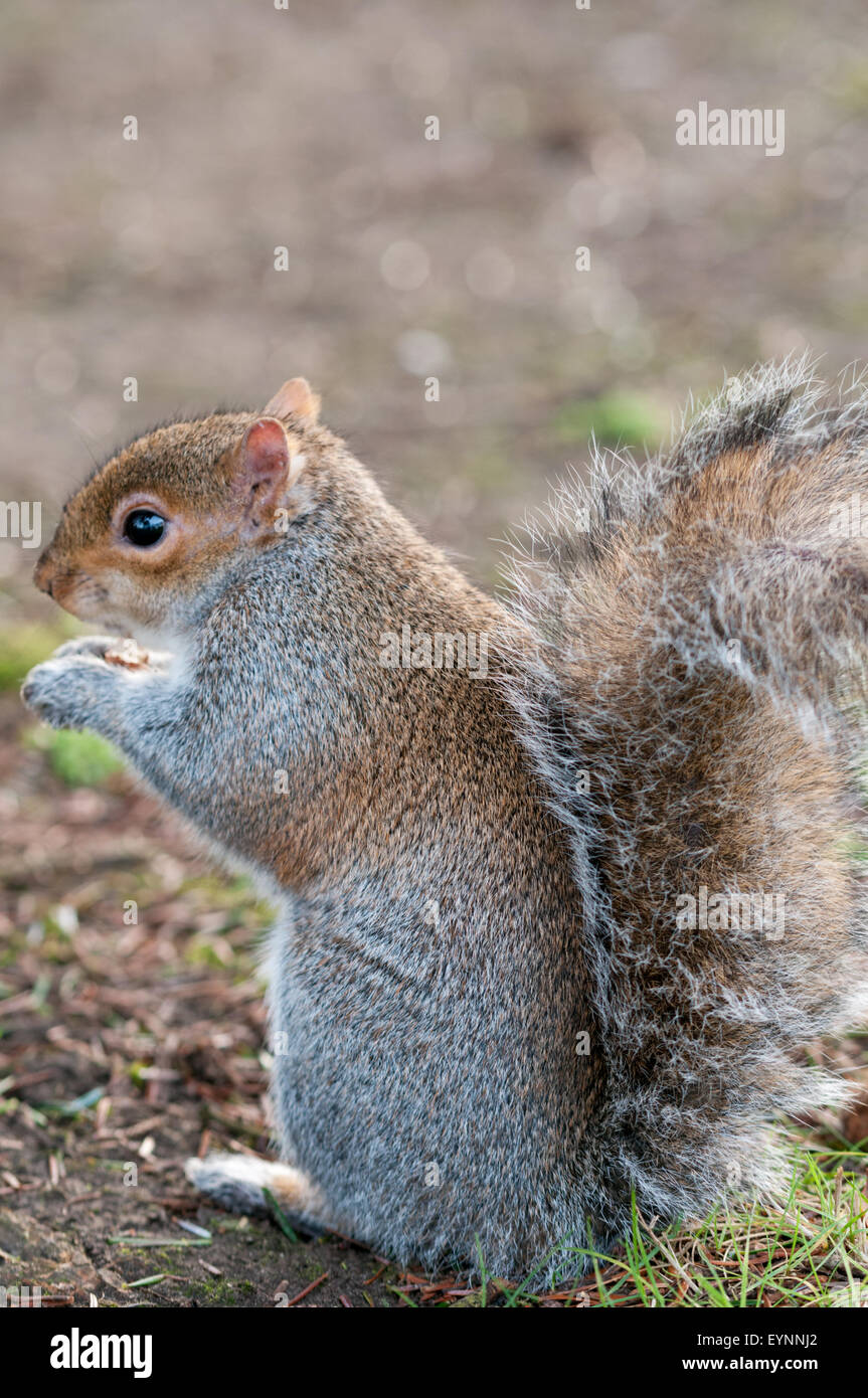 Grauhörnchen Verzehr von Nüssen Stockfoto