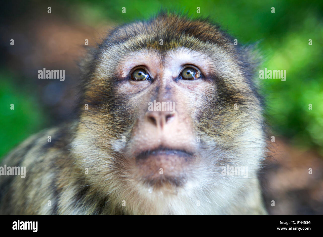Berberaffe (Monkey Forest in Trentham, Staffordshire, UK) Stockfoto