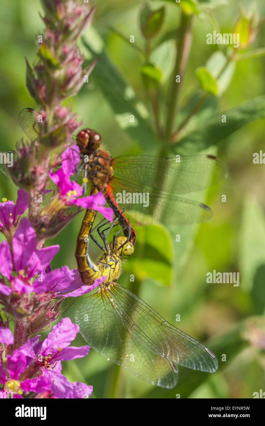 Paarung zweier Ruddy Darter, Sympetrum Sanguineum, Libellen. Stockfoto