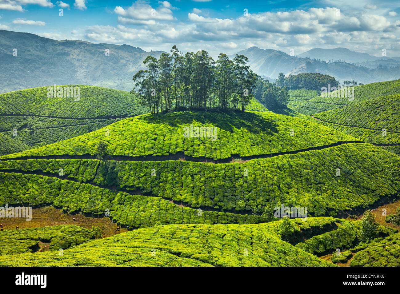 Tee-Plantagen Stockfoto