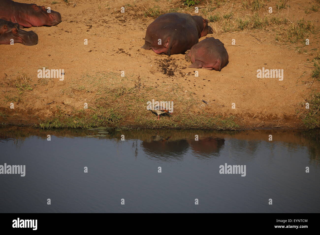 Nilpferde liegen an einem Flussufer, sich sonnen, während ein Vogel am Wasser entlang in Krüger Nationalpark, Südafrika Spaziergänge. Stockfoto