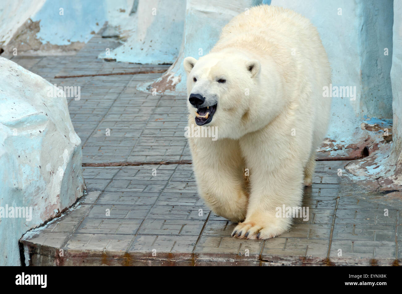 Weißer Eisbär im Zoo auf blauem Hintergrund Stockfoto