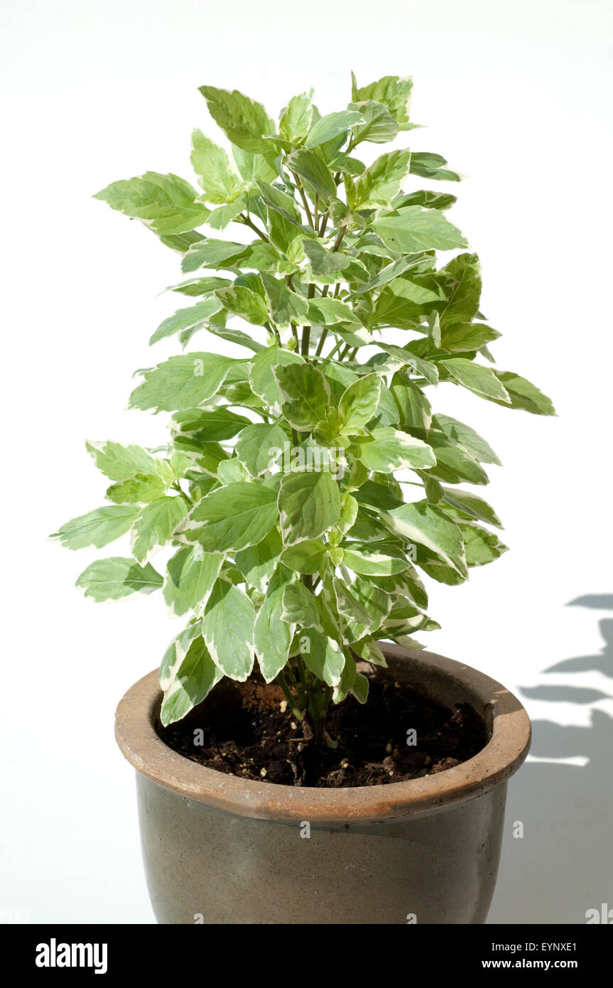 Basilikum, Ocimum, Basilikum, Stockfoto