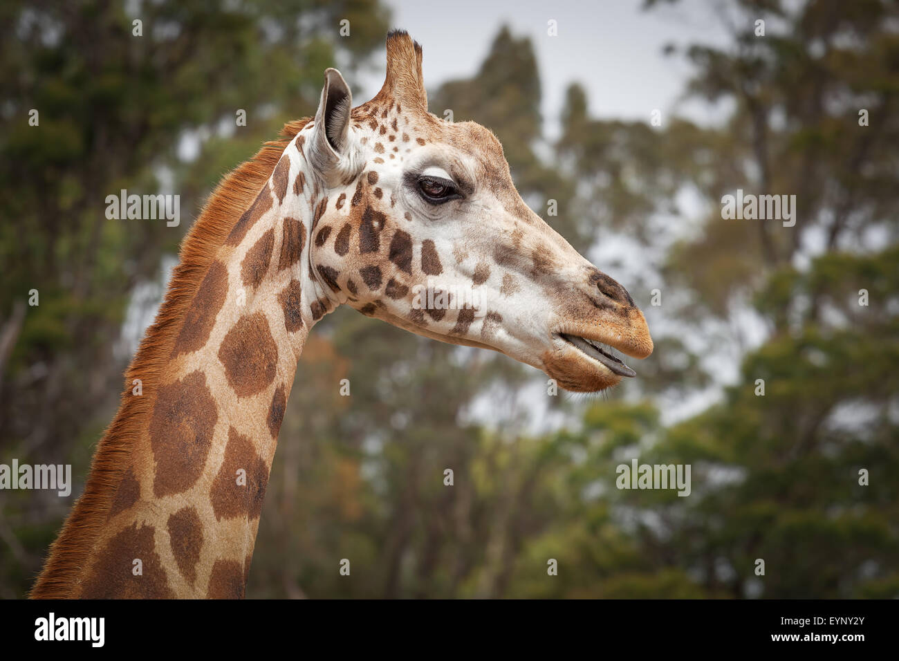 Closeup Portrait Giraffe mit seiner Zunge heraus Stockfoto