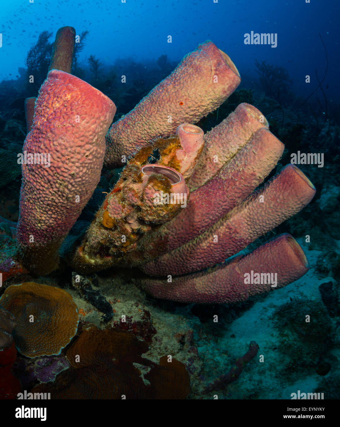 Röhrenschwämmen (Kallypilidion SP.) am Bari Reef, Bonaire, Niederländische Antillen Stockfoto