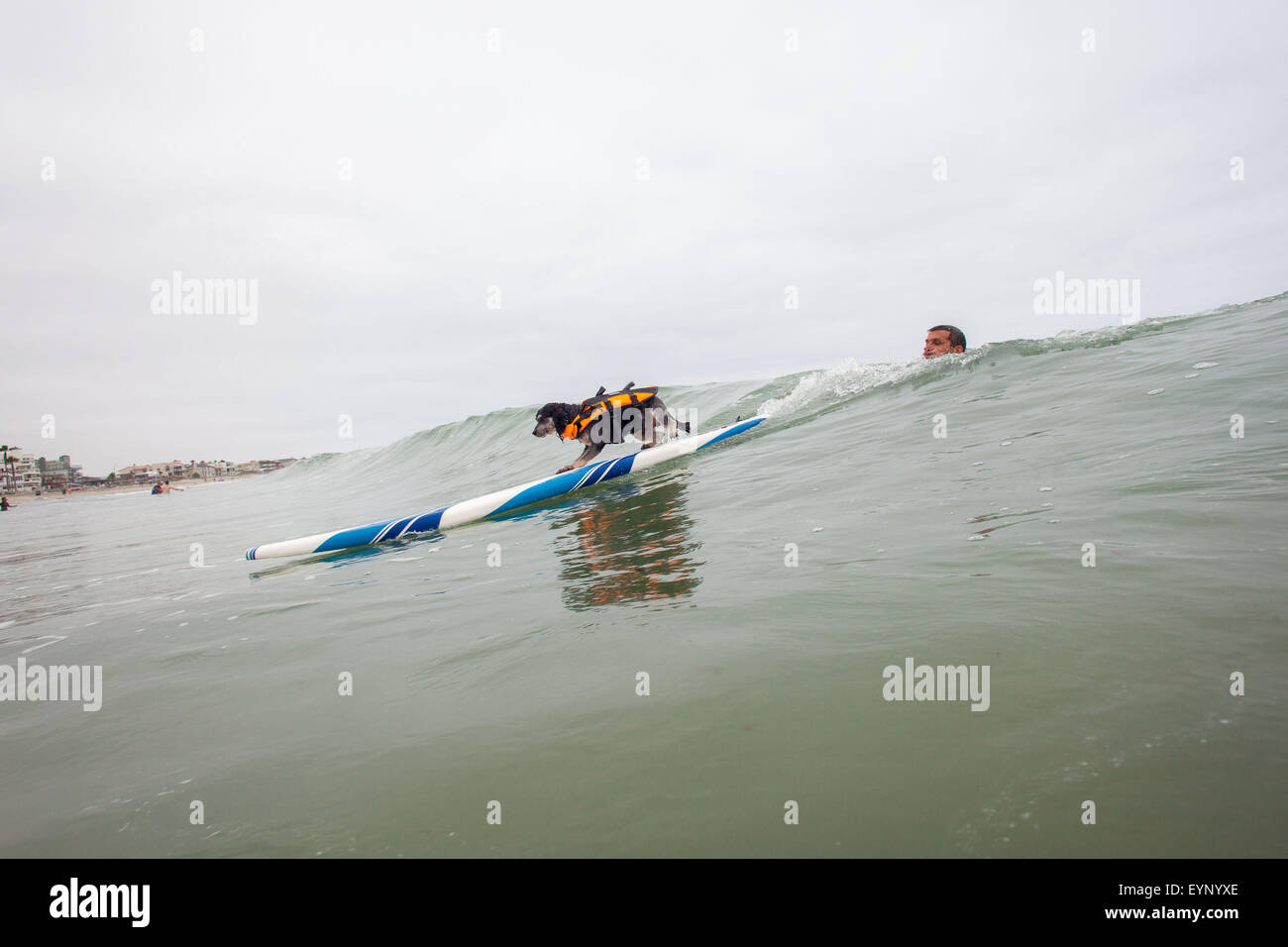 Imperial Beach, CA, USA. 1. August 2015. Welt FamoUSA entfesselt durch den Petco-Surf-Dog-Wettbewerb. Konkurrierende Hunden kamen aus allen Teilen des Landes in die perfekten Wellen aus Imperial Beach antreten. Der Strand war voll mit gut aussehenden, Hundeliebhaber und Surfer gleichermaßen. Es gab mehrere Kategorien von kleinen Hunden zu groß und ein Tandem-Ereignis. Sehen Sie hier: Bob der Zwergpudel. Bildnachweis: Daren Fentiman/ZUMA Draht/Alamy Live-Nachrichten Stockfoto