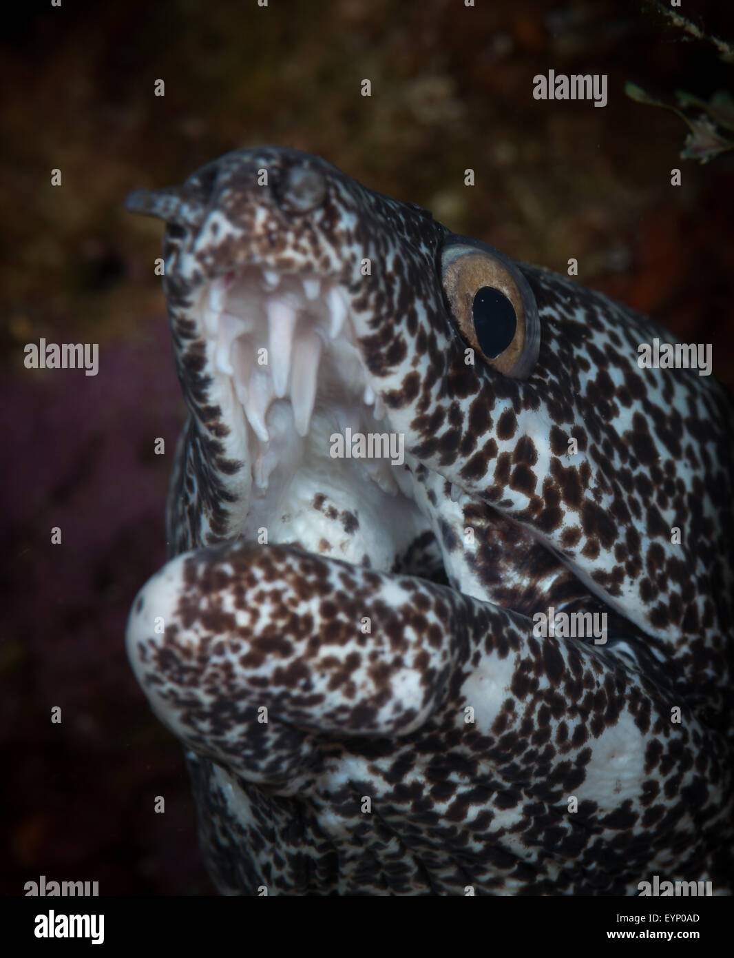 Gefleckte Muräne (Gymnothorax Moringa - Muraeidae) über Bari Reef, Bonaire, Niederländische Antillen Stockfoto