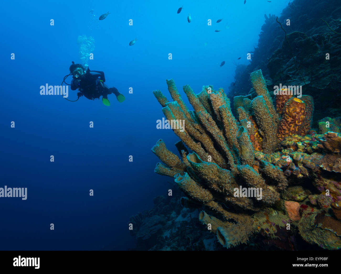 Taucherin nähert sich Röhrenschwämmen, Bari Reef, Bonaire, Niederländische Antillen Stockfoto