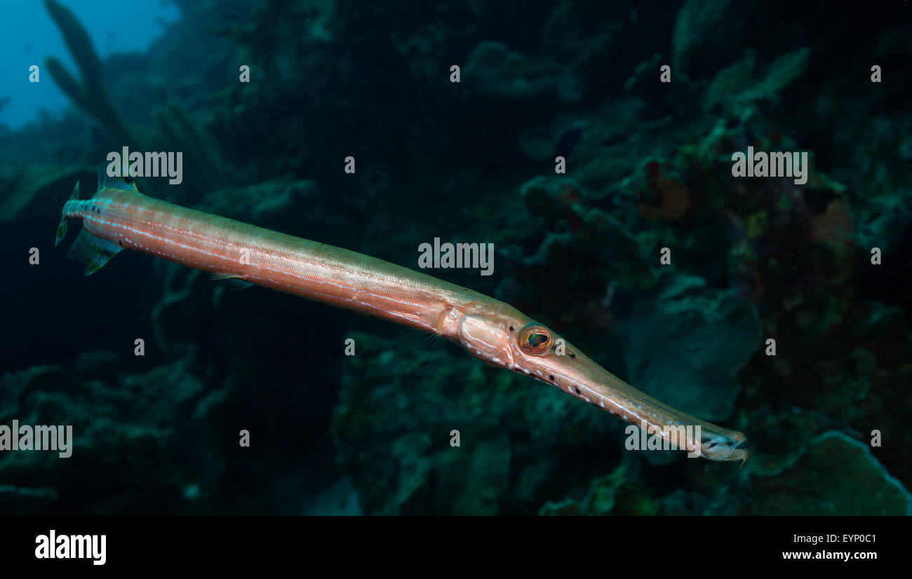 Trumpetfish (Aulostomus Maculatus) patrouilliert die Webers Freude Tauchplatz, Bonaire, Niederländische Antillen Stockfoto