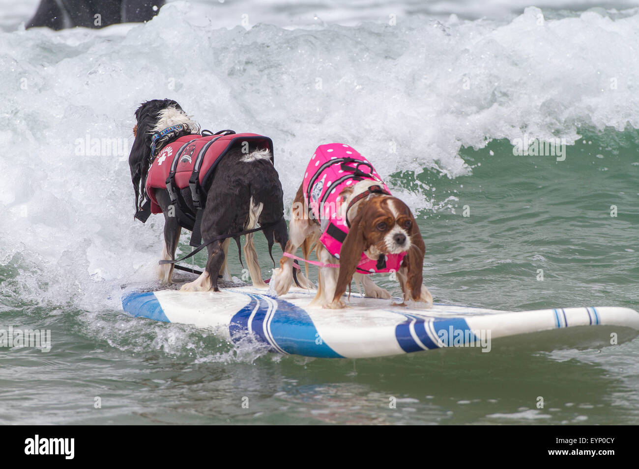 Imperial Beach, CA, USA. 1. August 2015. Welt FamoUSA entfesselt durch den Petco-Surf-Dog-Wettbewerb. Konkurrierende Hunden kamen aus allen Teilen des Landes in die perfekten Wellen aus Imperial Beach antreten. Der Strand war voll mit gut aussehenden, Hundeliebhaber und Surfer gleichermaßen. Es gab mehrere Kategorien von kleinen Hunden zu groß und ein Tandem-Ereignis. Sehen Sie hier: Samson und Delilah, züchten Cavlier King Charles Spaniel Credit: Daren Fentiman/ZUMA Draht/Alamy Live News Stockfoto