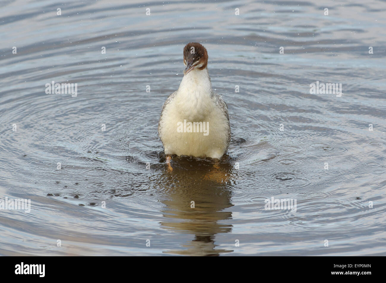 Juvenile Mergus Prototyp oder Gänsesäger oder gemeinsamen Prototyp. Pärnu-Fluss. Estland 27. Juli 2015 Stockfoto