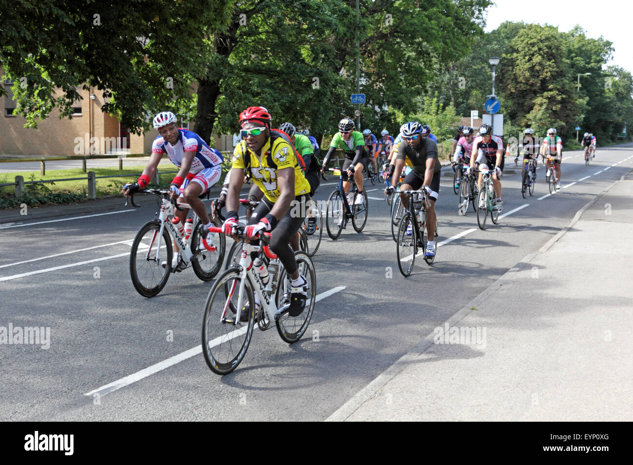 Esher, Surrey, England, UK. 2. August 2015. Teilnahme an der aufsichtsrechtlichen RideLondon-Surrey 100 Amateur-Radfahrer. Die 100-Meilen-Herausforderung ist auf der gleichen Strecke wie die Profis mit den zusätzlichen Anreiz von Geld für wohltätige Zwecke zu sammeln. Eine Gruppe von Radfahrern verlaufen entlang der Portsmouth Road in Richtung Kingston am Bein der Fahrt heimwärts. Stockfoto