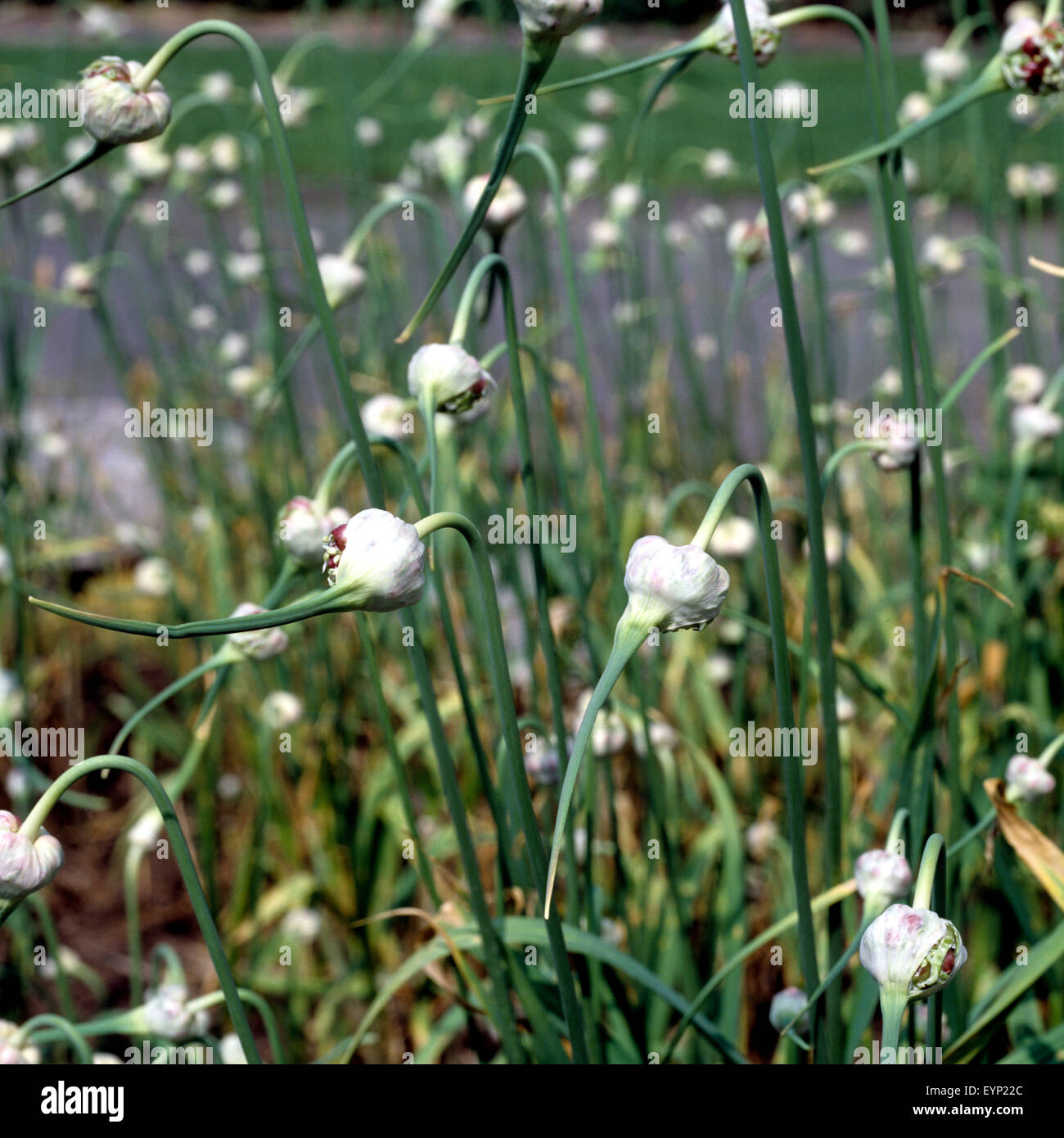 Knoblauch; Allium Sativum; Knoblauchblueten, Heilpflanzen, Stockfoto