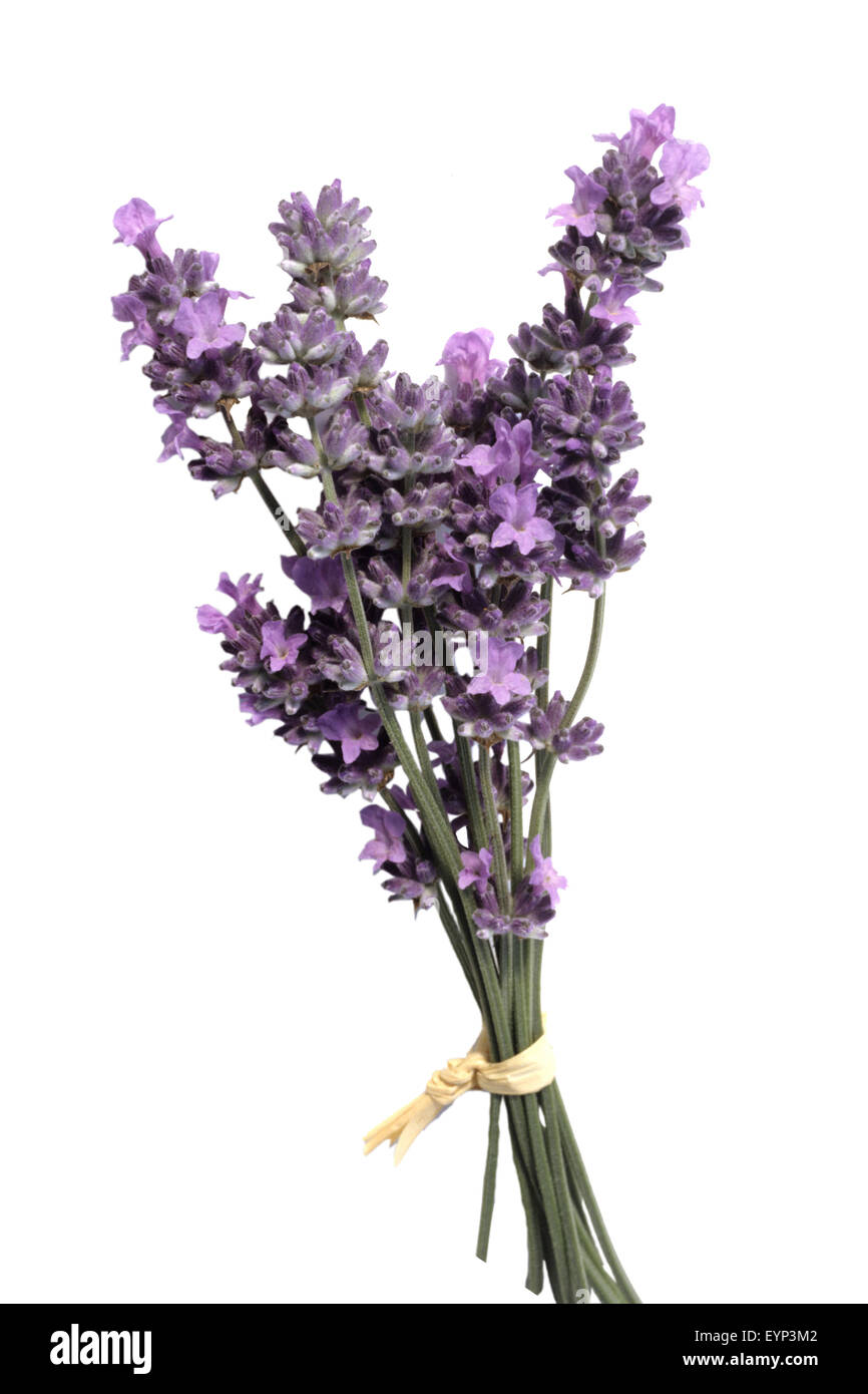 Lavendel; Lavendula; Angustifolia; Stockfoto