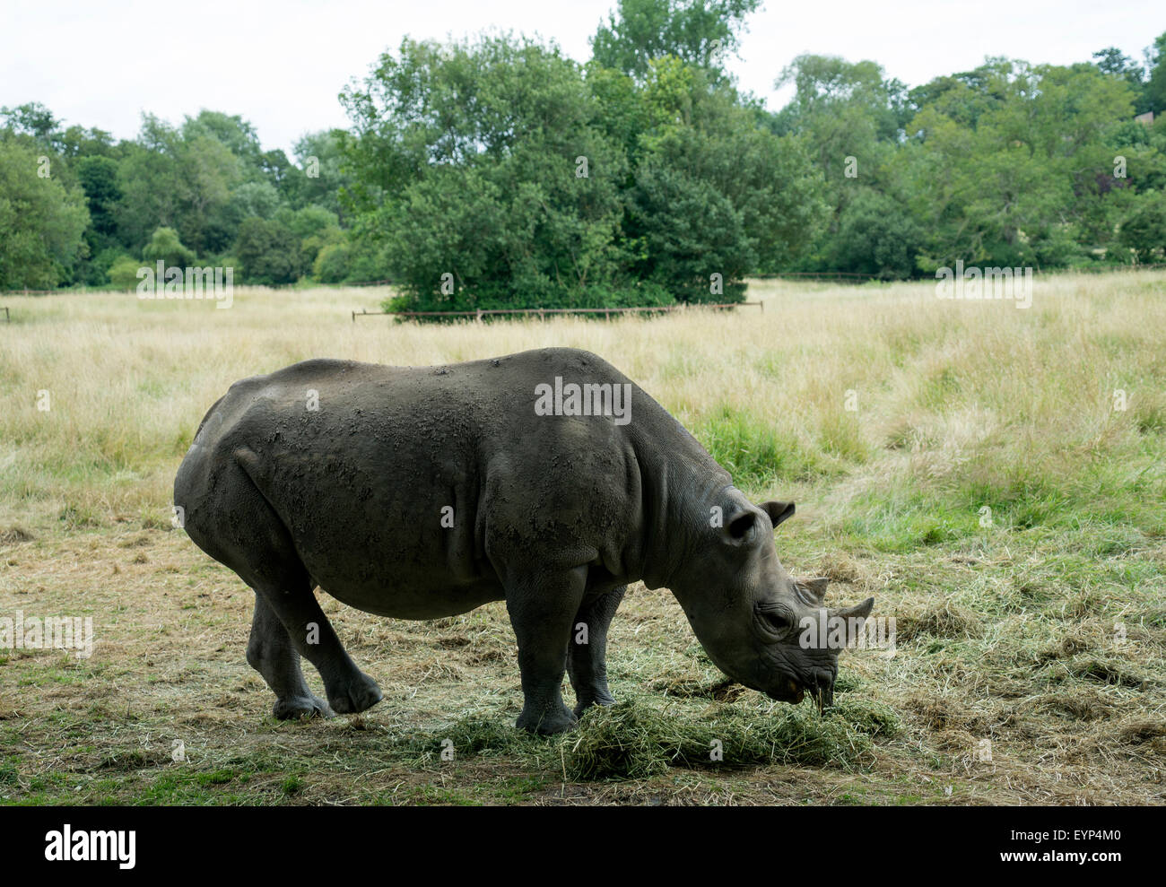 Schwarze afrikanische Nashorn an Groombridge Place, Kent -1 Stockfoto