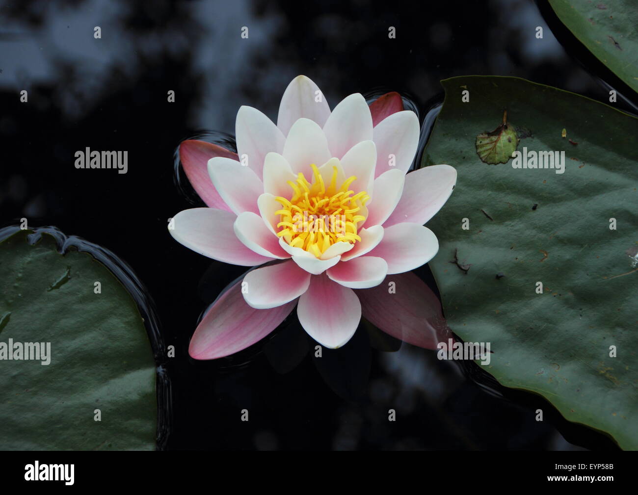 Einzelne weiße und violette Seerose im See von Birdseye Perspektive Stockfoto