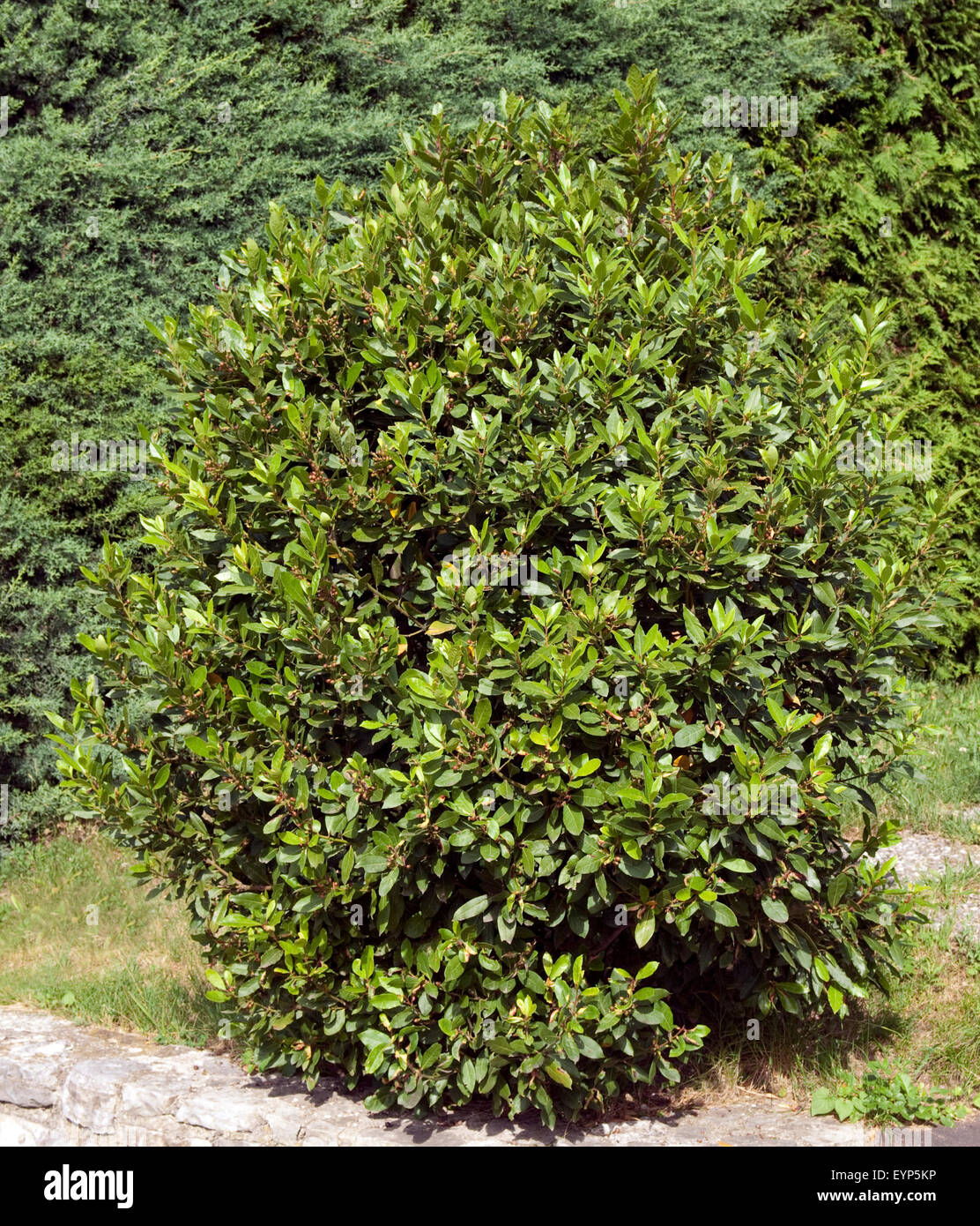 Lorbeer; Laurus Nobilis Stockfotografie Alamy