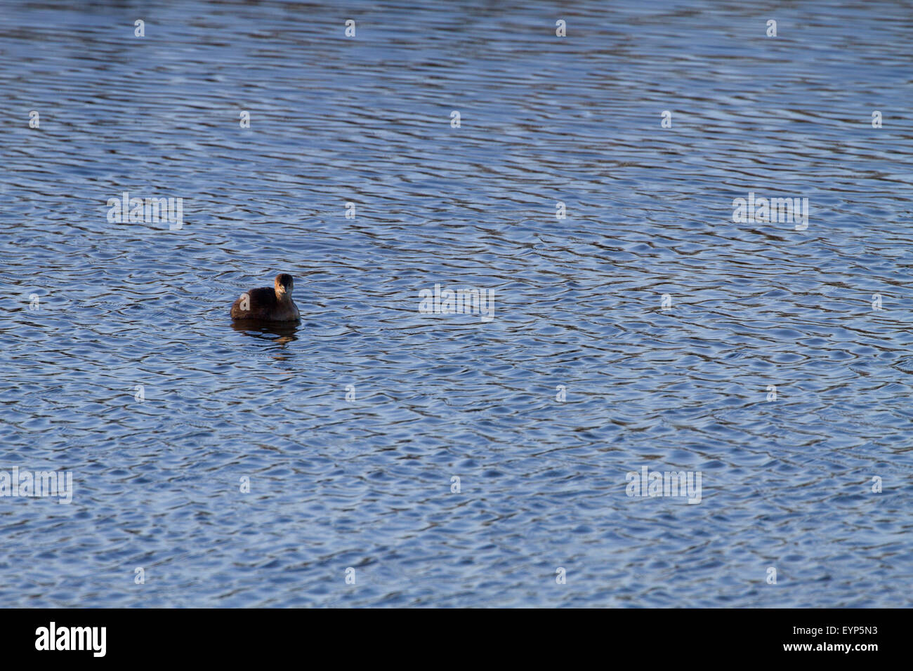 Dabchick auf dem Wasser Stockfoto