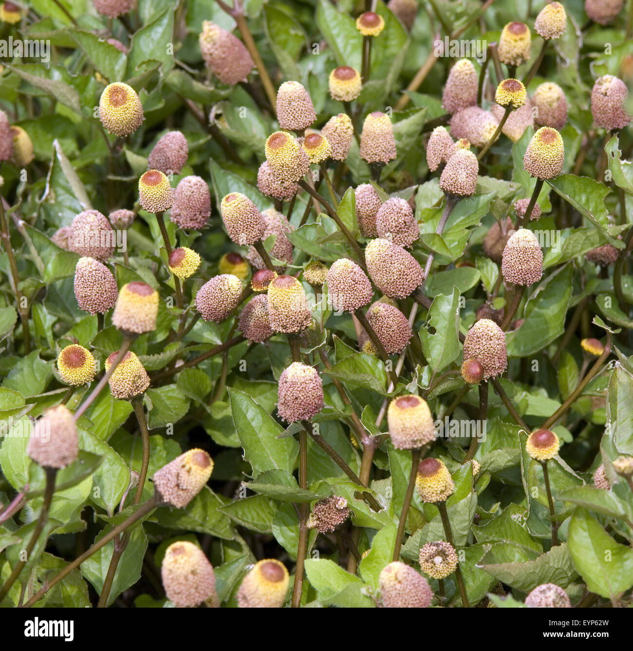 Parakresse; Spilanthes Oleracea, Heilpflanzen, Stockfoto