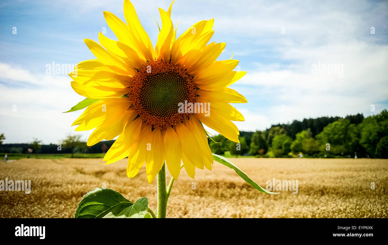 Großen blühenden Sonnenblumen im Feld, Nahaufnahme Stockfoto