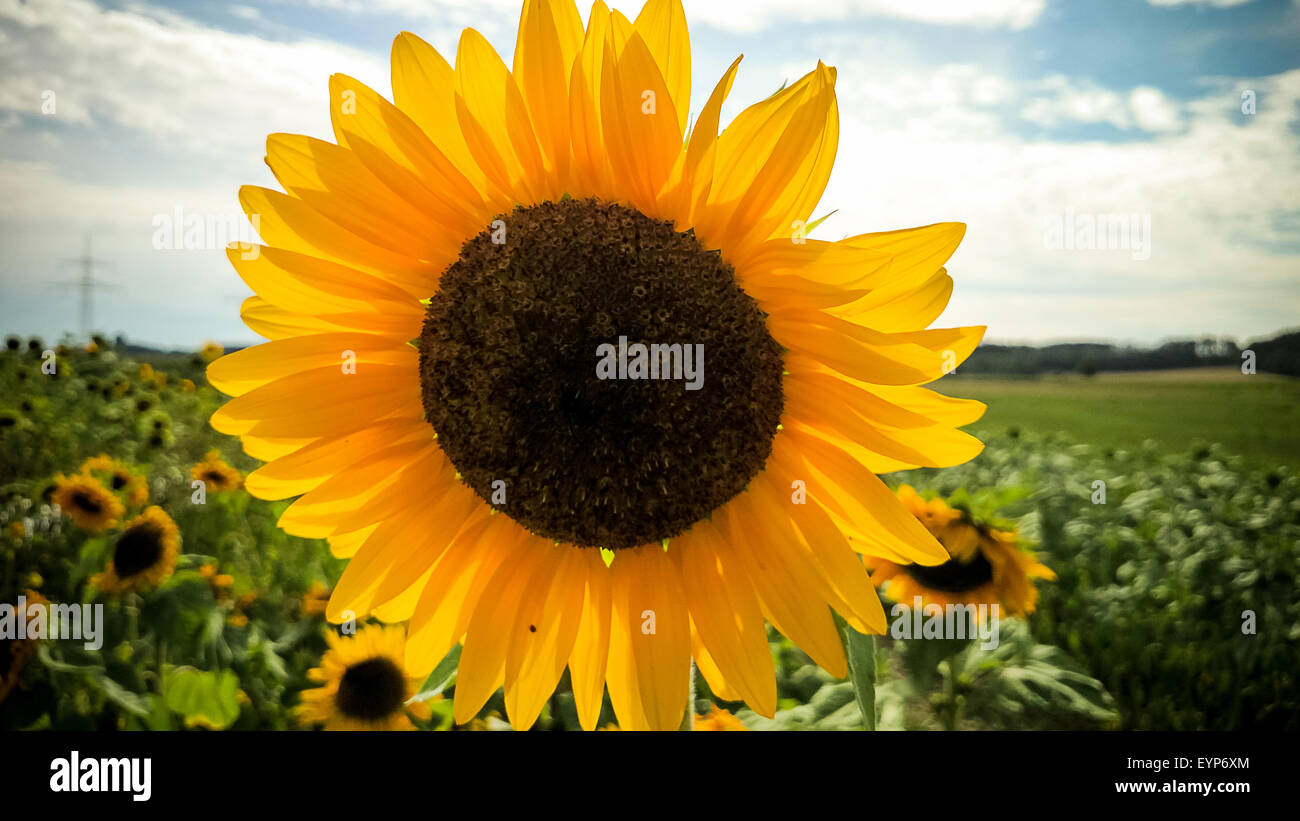 Großen blühenden Sonnenblumen im Feld, horizontalen Stockfoto