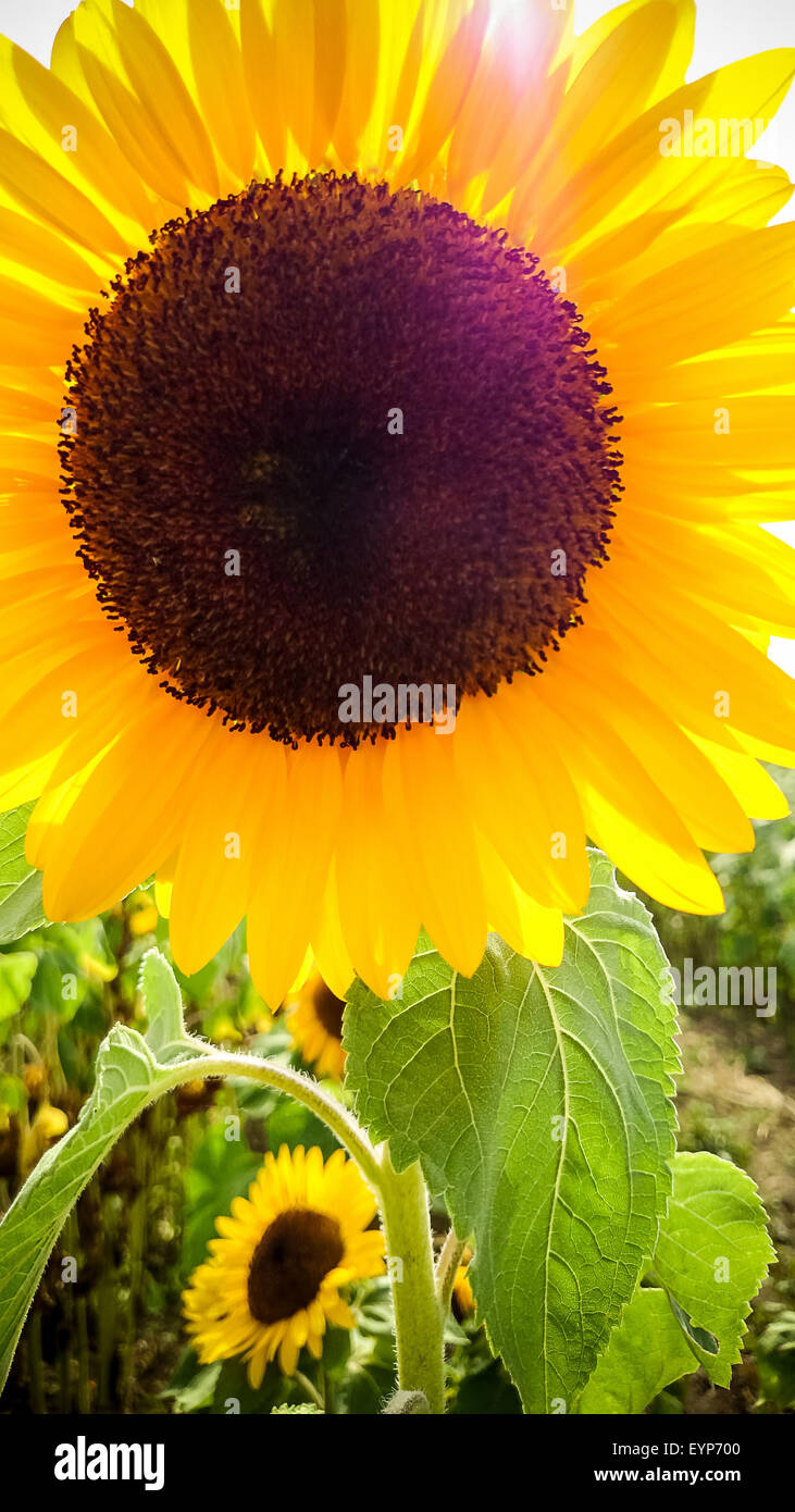 Große Sonnenblume mit Sonnenschein, Licht Stockfoto