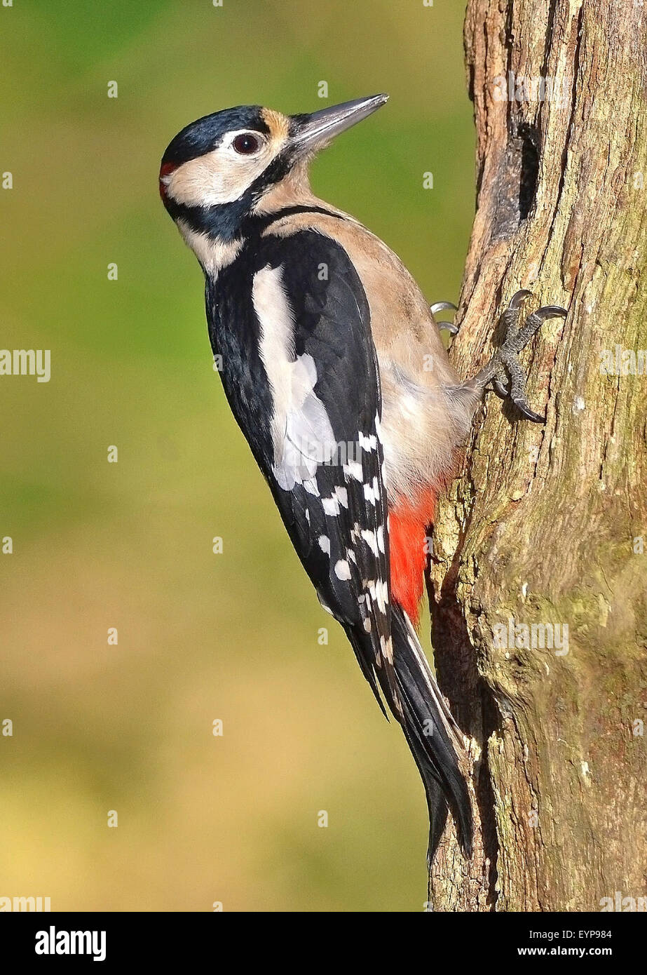 Specht picken Holz größere gefleckte Specht Pimmel, Peck, Ornithologie, Natur, Tail, Baum, Wald, Specht, Holz, wi Stockfoto