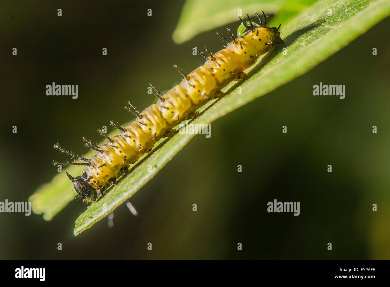 Eine Raupe von Sara Longwing Schmetterling Stockfoto