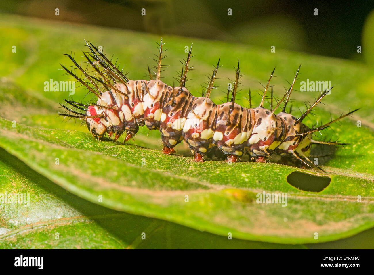 Eine Raupe von Julia butterfly Stockfoto