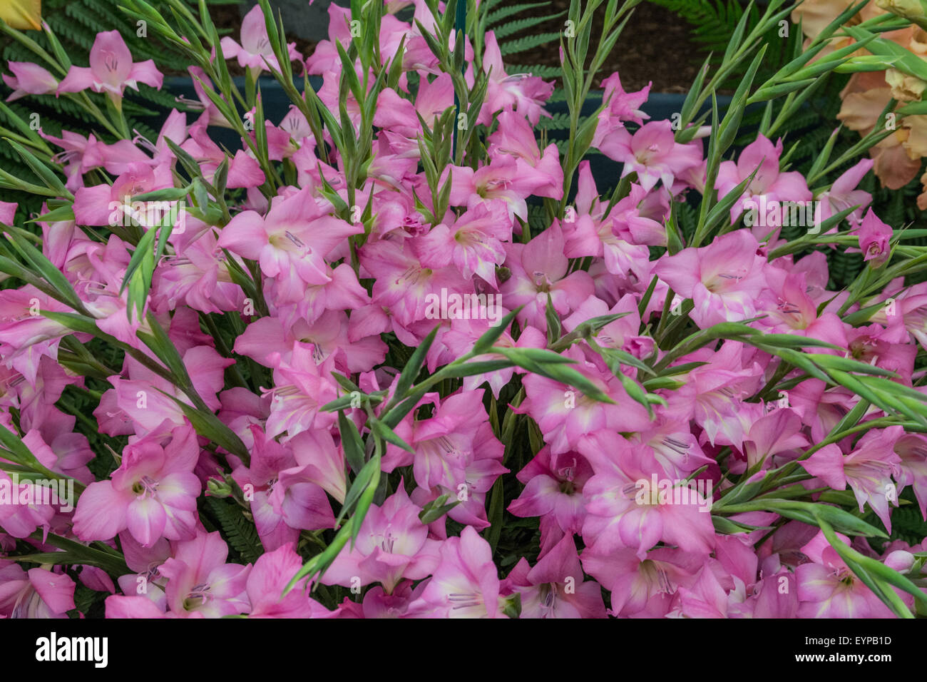 Nanus Gladioulus Charme Blumen Stockfoto