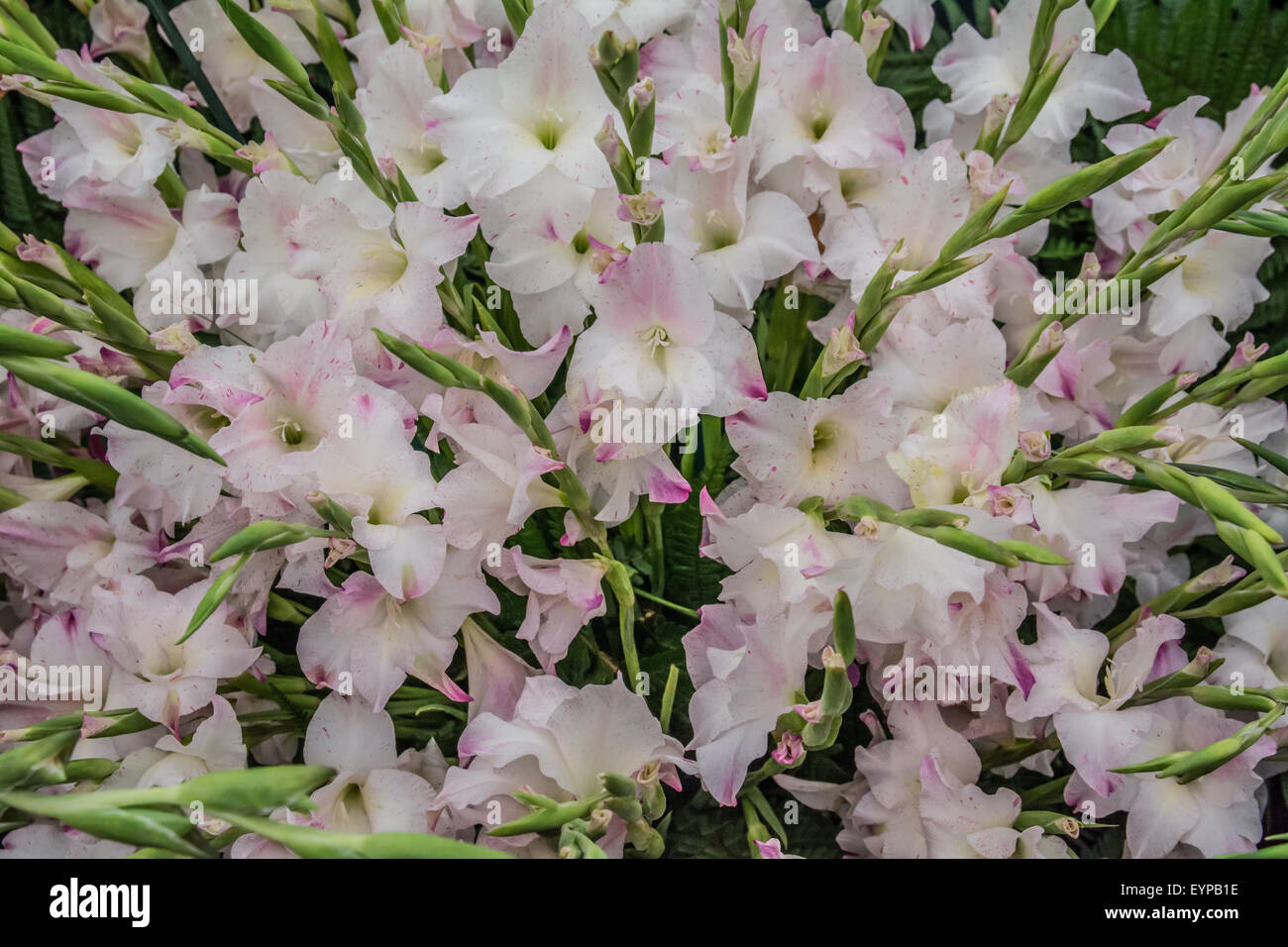 Primulinus Gladioulus kosmischer Staub Stockfoto