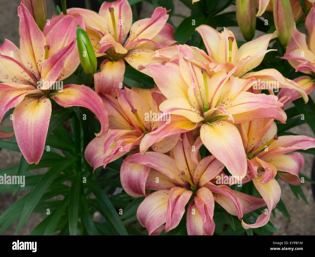 Lilie zarte Freude Blumen Stockfoto