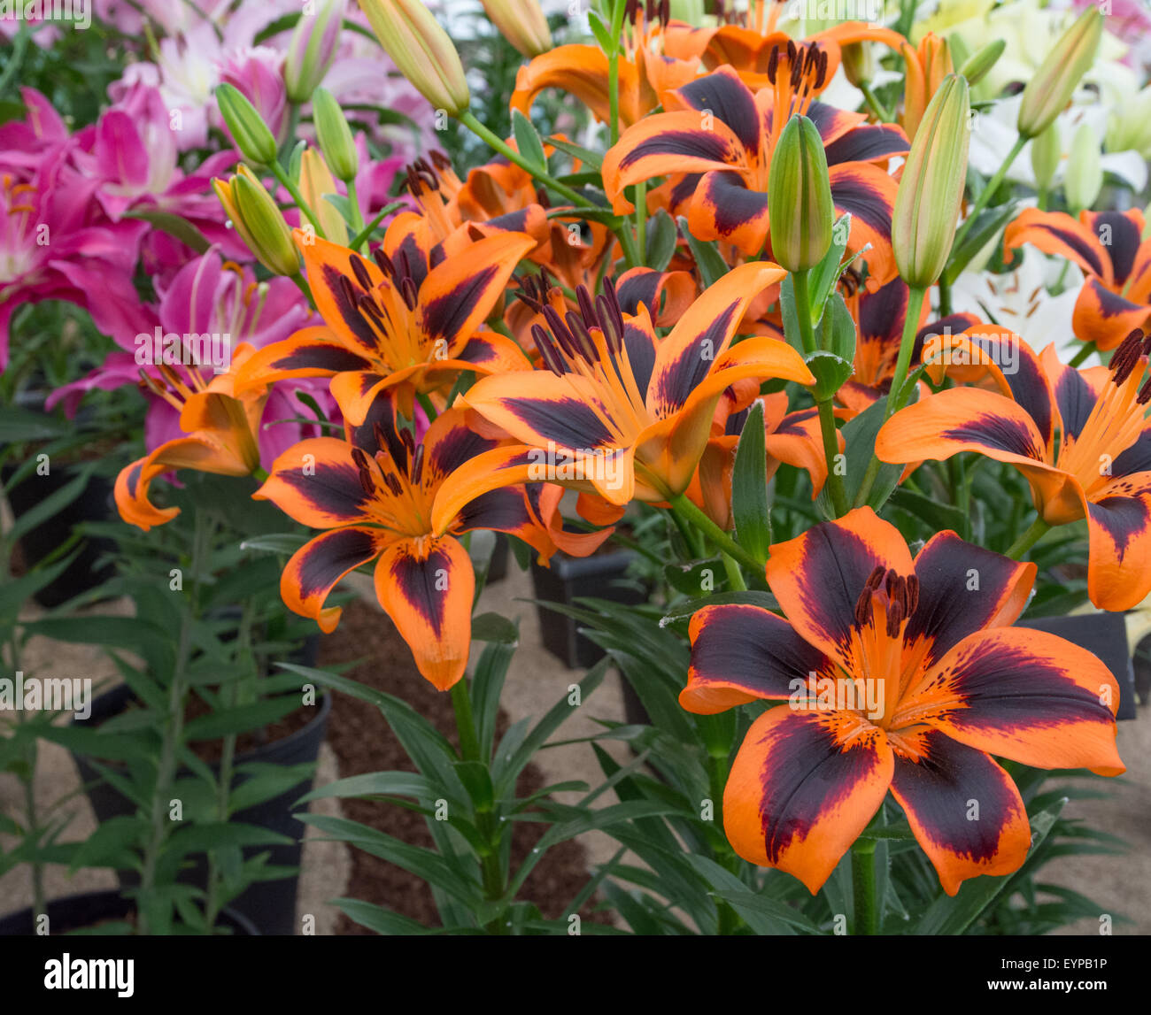 Lilie Hybrid Lily Allen Popstar Blume Stockfoto