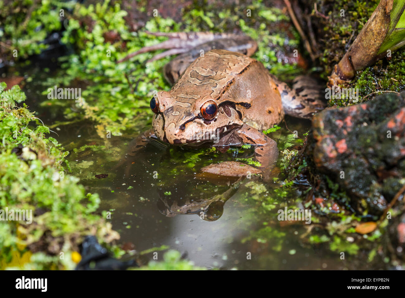 Eine zentralamerikanischen Bullfrog kriechen aus einem Teich. Stockfoto
